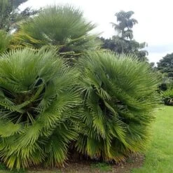 Chamaerops Humilis -Plant Series Store 09199ac8 8c65 413b 8c35 6d478e29338a