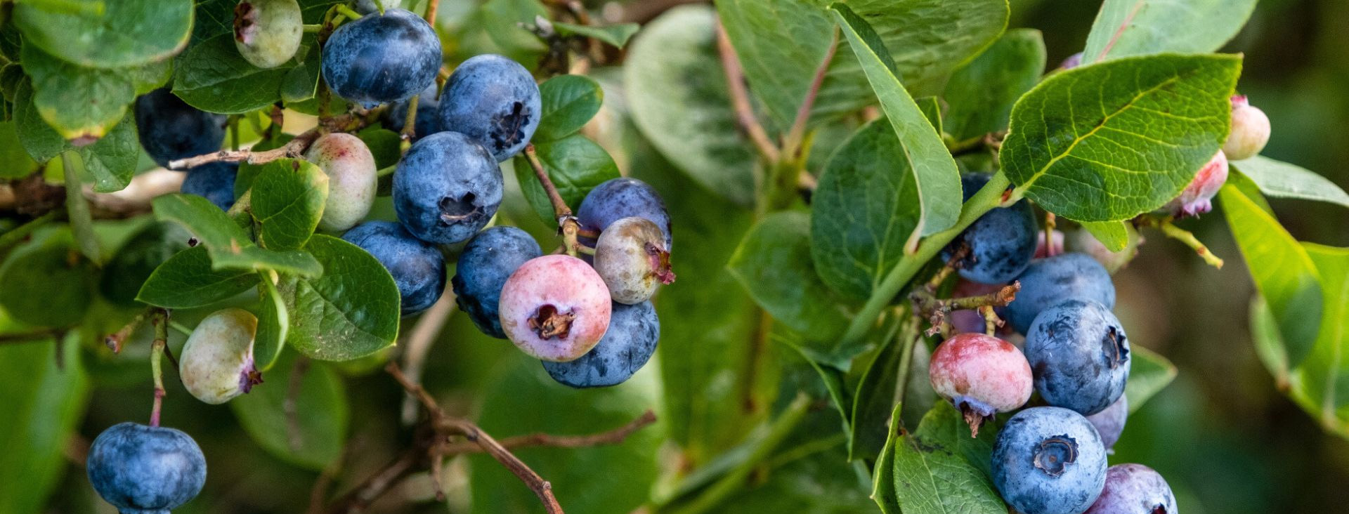 Plant Series Store -Plant Series Store 1