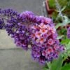 Buddleja X Weyeriana Bicolor/Flower Power