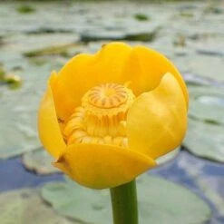 Nuphar Lutea - Yellow Water Lily