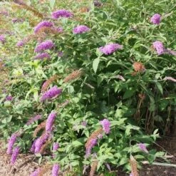 Buddleja Davidii Nanho Purple 6 Buddleja Davidii Nanho Purple -Plant Series Store 14674495658 5c535576f4 k