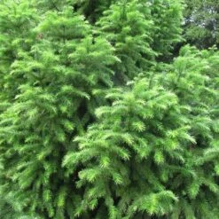 Cunninghamia Lanceolata -Plant Series Store 14983513300 d6386a2d10 3k