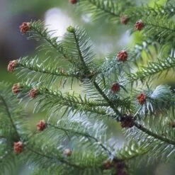 Cunninghamia Lanceolata -Plant Series Store 17331495235 fcafcd5166 k