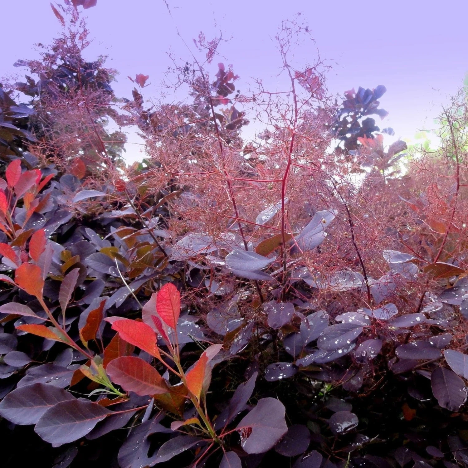 Cotinus Coggygria Dusky Maiden 1 Cotinus Coggygria Dusky Maiden