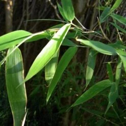 Fargesia Murielae -Plant Series Store 1bbaf1c0 1257 46b9 8fcd 41a1ab8b717a