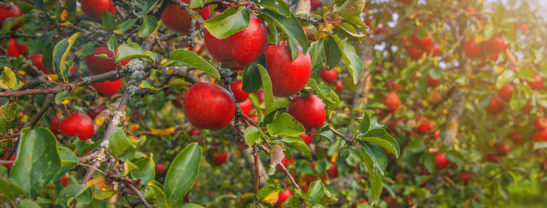 Plant Series Store -Plant Series Store 2