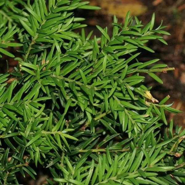 Saxegothea Conspicua - Prince Alberts Yew 1 Saxegothea Conspicua - Prince Alberts Yew