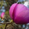 Magnolia Black Tulip