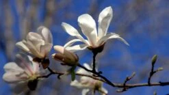 Magnolia X Loebneri Merrill -Plant Series Store 49180092836 bd8e954b56 k