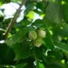 Cobnut - Corylus Avellana Fertile De Coutard