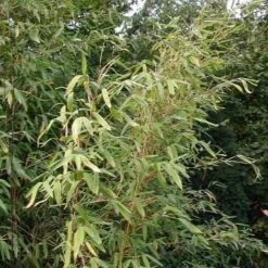 Fargesia Murielae -Plant Series Store 7c9c2b3c 4d51 4a10 85cd 37ea96db6270