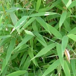 Plant Series Store -Plant Series Store 840a63a7 bea7 4b38 be1a 930a6b1dfdd6