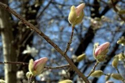 Magnolia X Loebneri Merrill -Plant Series Store 8610638469 a7850c419a k