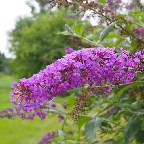 Buddleja Davidii Nanho Purple 1 Buddleja Davidii Nanho Purple
