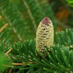 Abies Fraseri - Fraser Fir -Plant Series Store Abies fraseri 01
