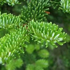 Abies Fraseri - Fraser Fir -Plant Series Store Abies fraseri 02