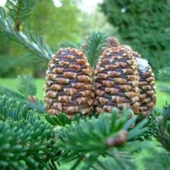 Abies Fraseri - Fraser Fir -Plant Series Store Abies fraseri 04