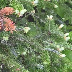 Abies Fraseri - Fraser Fir -Plant Series Store Abies fraseri 05