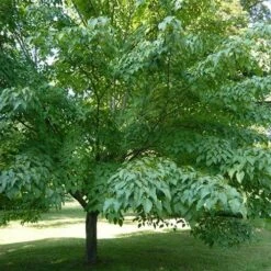Acer Davidii Serpentine - Snakebark Maple -Plant Series Store Acer davidii Serpentine 04