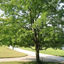 Acer Saccharum -Plant Series Store Acer saccharum 06