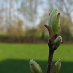Acer Rubrum Red Sunset -Plant Series Store Acer Rubrum Red Sunset 02
