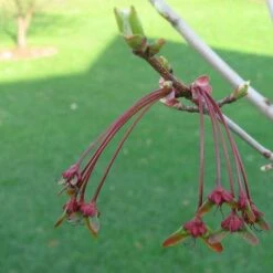 Acer Rubrum Red Sunset -Plant Series Store Acer Rubrum Red Sunset 03