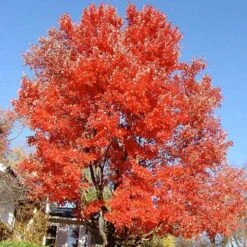 Acer Rubrum Red Sunset -Plant Series Store Acer Rubrum Red Sunset 04