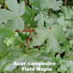 Neat Natural Hedge Mix -Plant Series Store Acer campestre 1 480a1d7f 49a8 4bac a00d 6fcd3d7eeb83