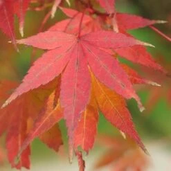 Acer Palmatum Atropurpureum -Plant Series Store Acer palmatum Atropurpureum 04