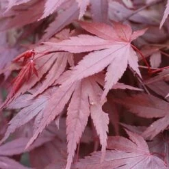 Acer Palmatum Atropurpureum -Plant Series Store Acer palmatum Atropurpureum 06