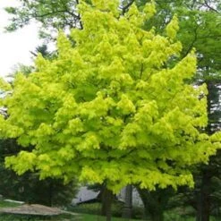 Acer Platanoides Princeton Gold -Plant Series Store AcerplatanoidesPrincetonGold 03