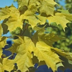 Acer Platanoides Princeton Gold -Plant Series Store AcerplatanoidesPrincetonGold 04