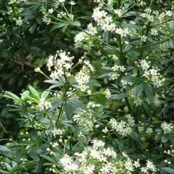 Acradenia Frankliniae -Plant Series Store Acradenia frankliniae 02