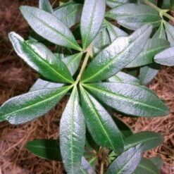 Acradenia Frankliniae -Plant Series Store Acradenia frankliniae 03