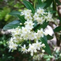 Acradenia Frankliniae