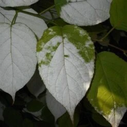 Actinidia Kolomikta -Plant Series Store Actinidia kolomikta 07