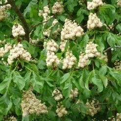 Aesculus Hippocastanum Baumannii -Plant Series Store Aesculus hippocastanum Baumanii 05