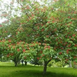 Aesculus Pavia -Plant Series Store Aesculus pavia 01