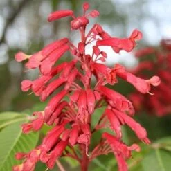 Aesculus Pavia -Plant Series Store Aesculus pavia 05