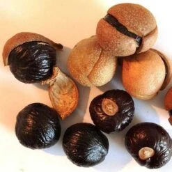 Aesculus Indica - Indian Horse Chestnut -Plant Series Store Aesculus Indica 02