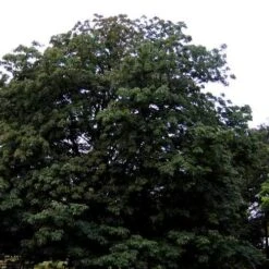 Aesculus Indica - Indian Horse Chestnut -Plant Series Store Aesculus Indica 04