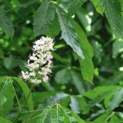 Aesculus Indica - Indian Horse Chestnut -Plant Series Store Aesculus Indica 05