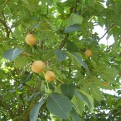 Aesculus X Carnea Briotii -Plant Series Store Aesculus carnea Briotii 05