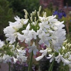 Agapanthus Arctic Star -Plant Series Store Agapanthus Arctic Star 01