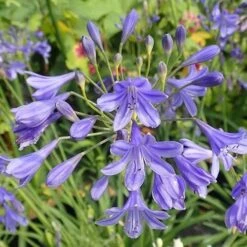 Agapanthus Lapis Lazuli -Plant Series Store Agapanthus Lapis Lazuli 02