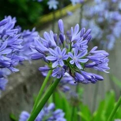 Agapanthus Lapis Lazuli -Plant Series Store Agapanthus Lapis Lazuli 03