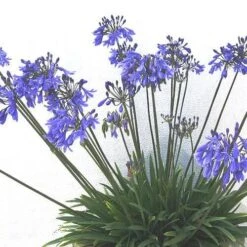 Agapanthus Lapis Lazuli -Plant Series Store Agapanthus Lapis Lazuli 05