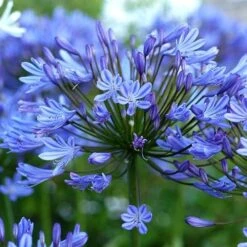 Agapanthus Lapis Lazuli -Plant Series Store Agapanthus Lapis Lazuli 06