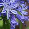 Agapanthus Charlotte