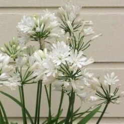 Agapanthus Double Diamond -Plant Series Store AgapnthusDoubleDiamond